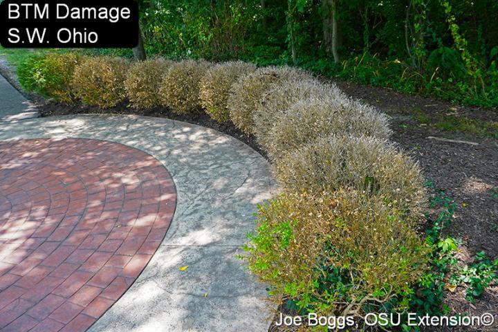 Box Tree Moth damage to boxwoods